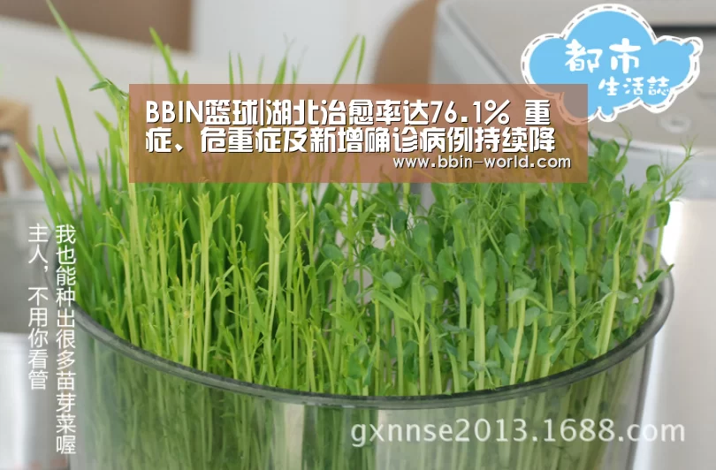 BBIN篮球